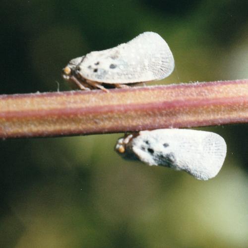 Metcalfa pruinosa